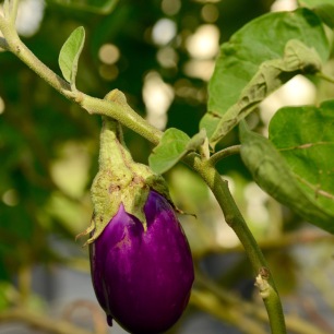 Baby eggplant at the farm