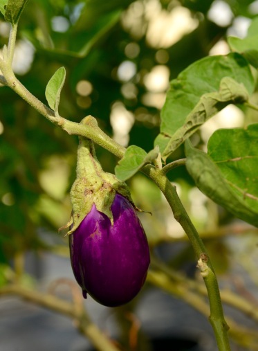 Baby eggplant at the farm
